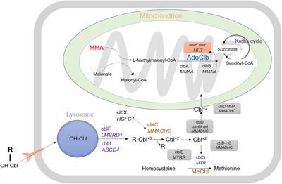 Newborn Screening for Methylmalonic Acidemia in a Chinese Population: Molecular Genetic Confirmation and Genotype Phenotype Correlations